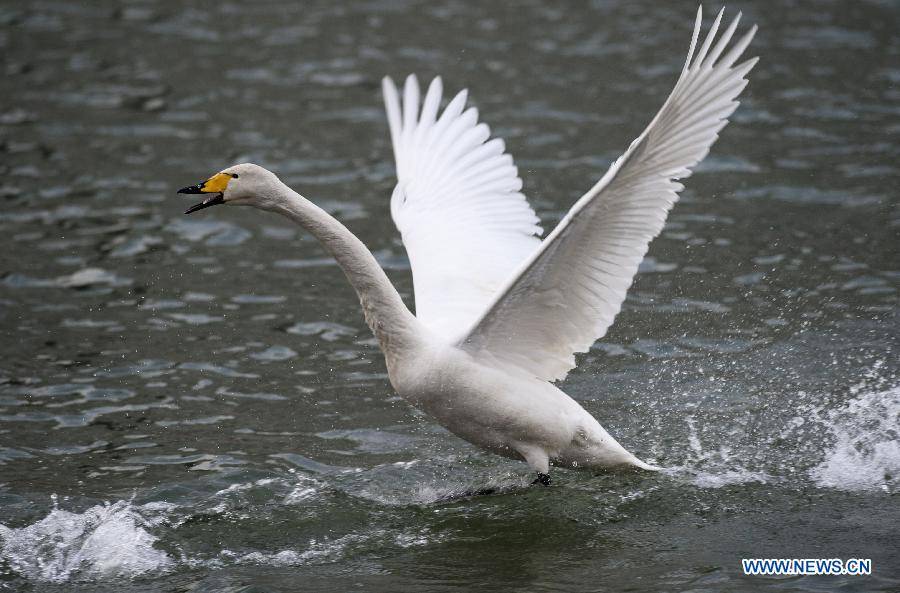 A swan prepare to take off from the Peacock River in Korla City, northwest China's Xinjiang Uygur Autonomous Region, Feb. 23, 2013. Hundreds of swans will fly from the Swan Lake in Bayanbulak, 400 kilometers away from Korla, to Korla every winter. To protect and attract more migratory birds, the local botanical garden department specially organizes a "Swan Guard" to feed birds here. (Xinhua/Jiang Wenyao)