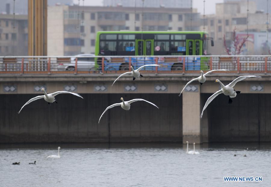 Swans fly over the Peacock River in Korla City, northwest China's Xinjiang Uygur Autonomous Region, Feb. 23, 2013. Hundreds of swans will fly from the Swan Lake in Bayanbulak, 400 kilometers away from Korla, to Korla every winter. To protect and attract more migratory birds, the local botanical garden department specially organizes a "Swan Guard" to feed birds here. (Xinhua/Jiang Wenyao) 