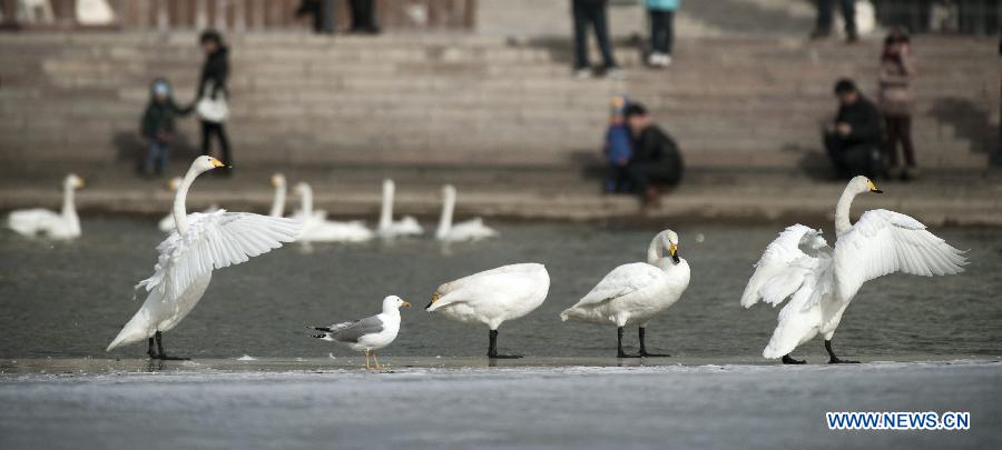 Swans take a rest on the Peacock River in Korla City, northwest China's Xinjiang Uygur Autonomous Region, Feb. 23, 2013. Hundreds of swans will fly from the Swan Lake in Bayanbulak, 400 kilometers away from Korla, to Korla every winter. To protect and attract more migratory birds, the local botanical garden department specially organizes a "Swan Guard" to feed birds here. (Xinhua/Jiang Wenyao) 