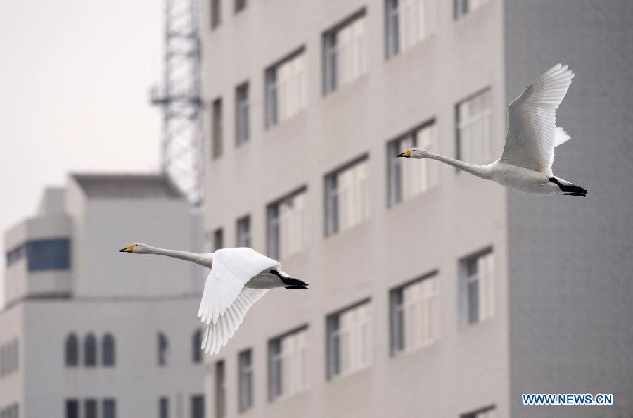 Two swans fly among buildings in Korla City, northwest China's Xinjiang Uygur Autonomous Region, Feb. 23, 2013. Hundreds of swans will fly from the Swan Lake in Bayanbulak, 400 kilometers away from Korla, to Korla every winter. To protect and attract more migratory birds, the local botanical garden department specially organizes a "Swan Guard" to feed birds here. (Xinhua/Jiang Wenyao) 