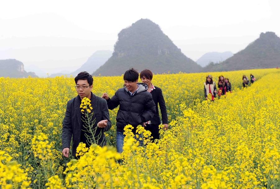 Tourists take a walk in the field of cole flowers in Luoping County in Qujing City, southwest China's Yunnan Province, Feb. 20, 2013. Luoping County is well-known for its cole flower scenery with its 800,000 mu (53,333 hectares) of cropland planted with cole. In 2012, the county saw its cole flowers industry bring more than one billion yuan (about 16 million US dollars) of revenues. (Xinhua/Yang Zongyou)