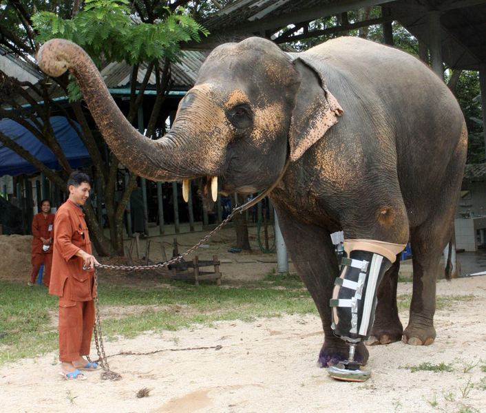 An elephant can walk again after installation of artificial limb. (Photo/China.com.cn)