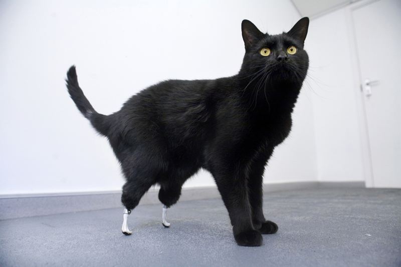 A pet cat is able to walk again after artificial limb is installed. (Photo/China.com.cn)