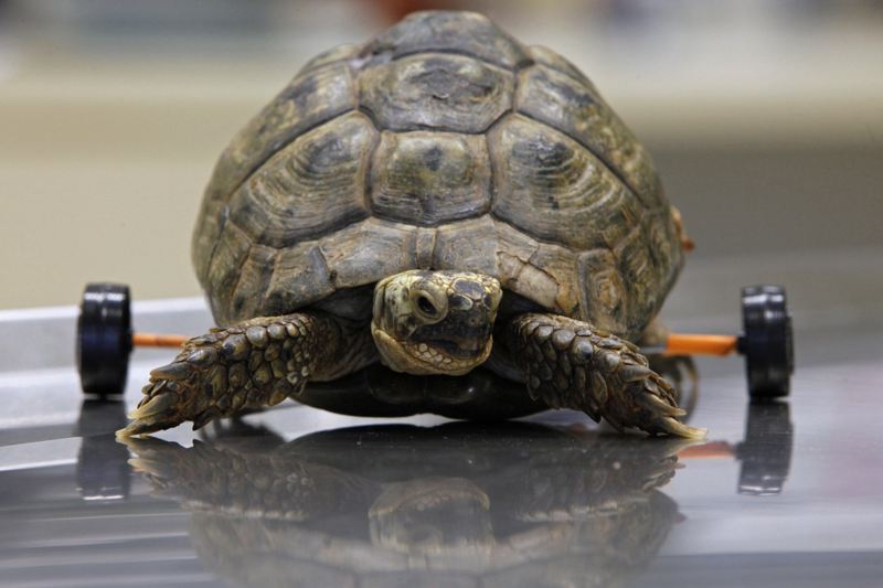 A turtle walks after wheels are installed on leg. (Photo/China.com.cn)