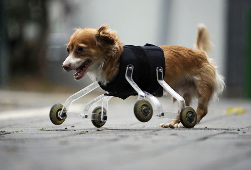 A puppy experiences his new “leg”. (Photo/China.com.cn)