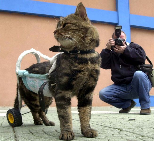A cat standing on its wheelchair poses for photo.  (Photo/China.com.cn)