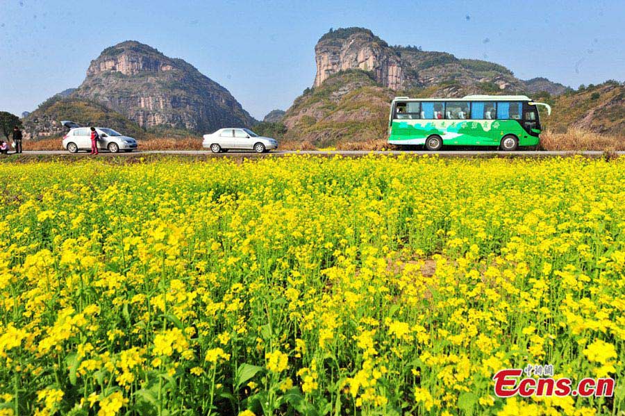 Photo shows the rape flowers blossom at the Longhushan Geopark of East China's Jiangxi Province. (CNS/Hu Nan)