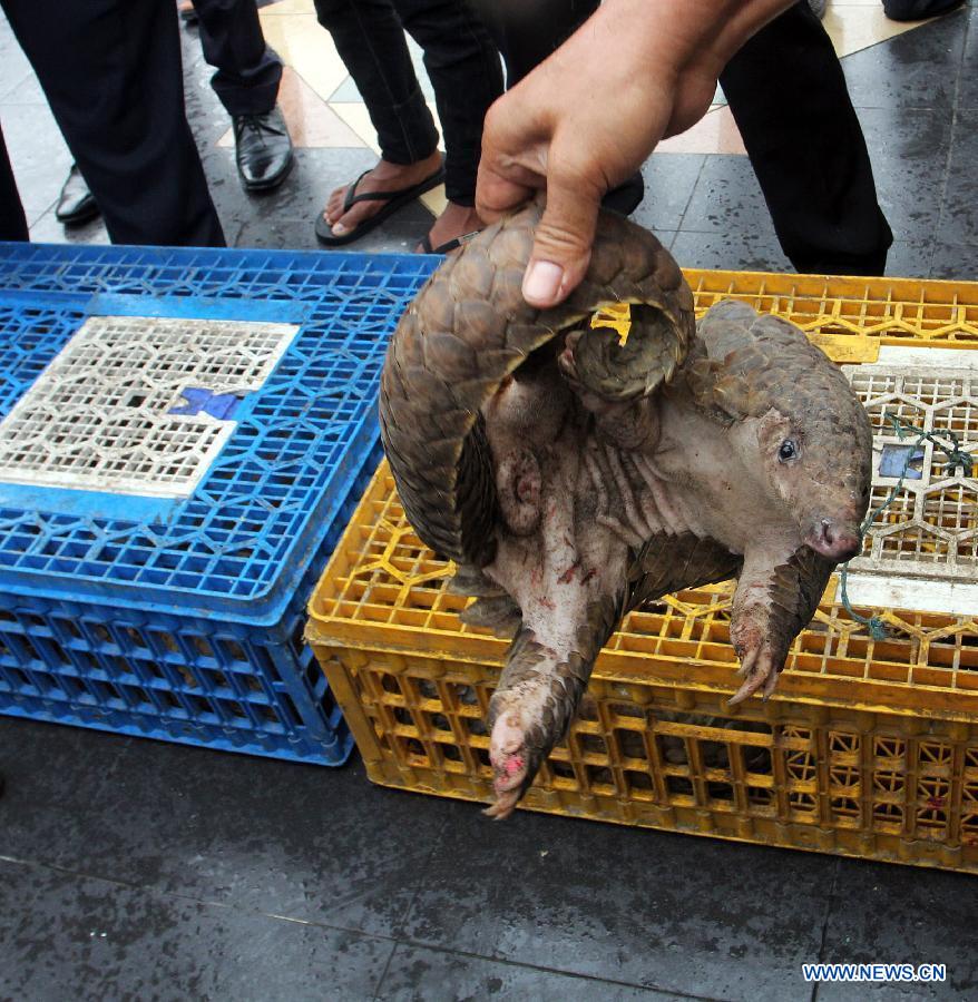 An officer shows a rescued pangolin at the Customs and Excise office in Belawan of North Sumatra Province, Indonesia, Feb. 25, 2013. Indonesian Tim Patrol Customs and Excise Customs Belawan rescued 128 endangered pangolins from a boat. (Xinhua/Fauzi Ilham Lubis)