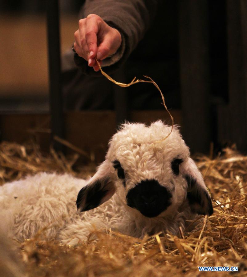 A baby sheep is seen during the 50th Paris International Agricultural fair at the Porte de Versailles exhibition center in Paris, France, Feb. 25, 2013. The annual fair with the participation of more than 1000 exhibitors from 22 countries and regions, runs till March 3, 2013. (Xinhua/Gao Jing) 