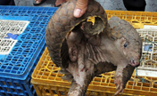 128 endangered pangolins rescued in Indonesia