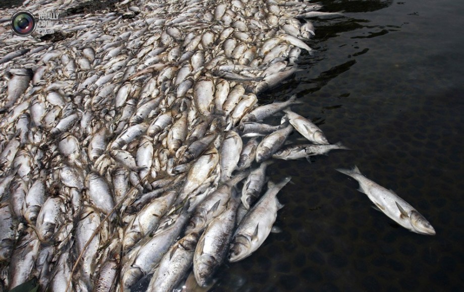 Heaps of dead fish float in a pond on the outskirts of Wuhan. (File Photo)