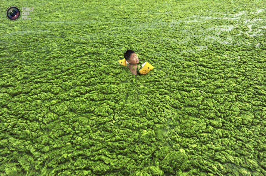 A boy swims in the algae-covered sea in Qingdao.(File Photo)