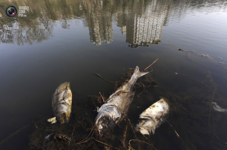 A few dead fishes float on a polluted river in Hefei.(File Photo)