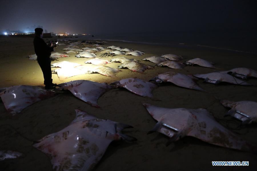 Palestinian police man looks at stranded manta rays on Gaza beach on Feb. 27, 2013. (Xinhua/Wissam Nassar) 