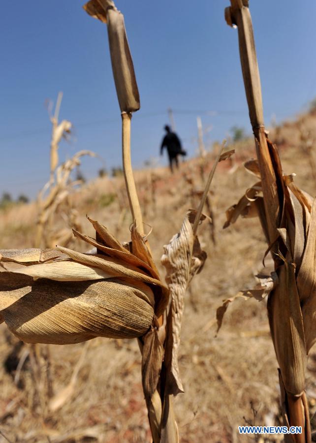 Dried corns are seen in Shilin County of southwest China's Yunnan Province, Feb. 27, 2013. About 600,000 people are facing shortage of drinking water amid severe drought that hit southwest China's Yunnan Province for the fourth straight year, and the current drought has affected 5.11 million mu of cropland in the province China's drought relief authority said Feb. 21, 2013. (Xinhua/Lin Yiguang) 