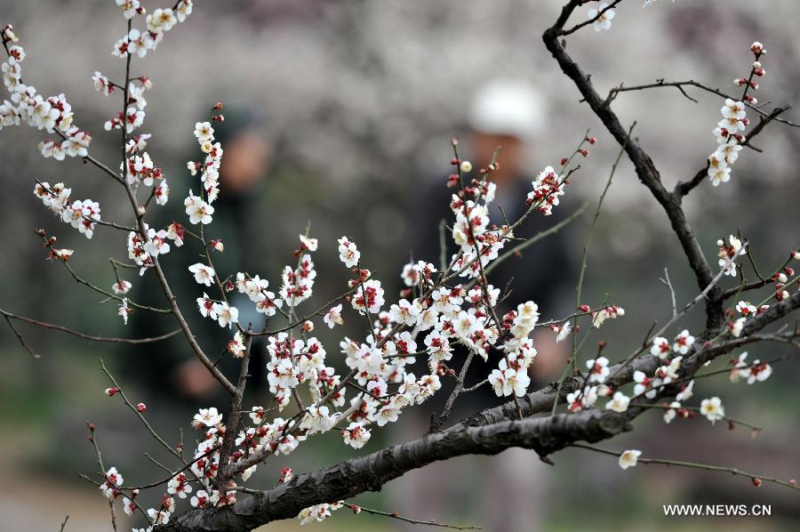 Photo taken on Feb. 27, 2013 shows people enjoy the scenery of plum blossoms at the "plum blossom mountain" scenic spot in Nanjing, capital of east China's Jiangsu Province. Plum blossoms began to bloom as temperature rised in Jiangsu. (Xinhua)