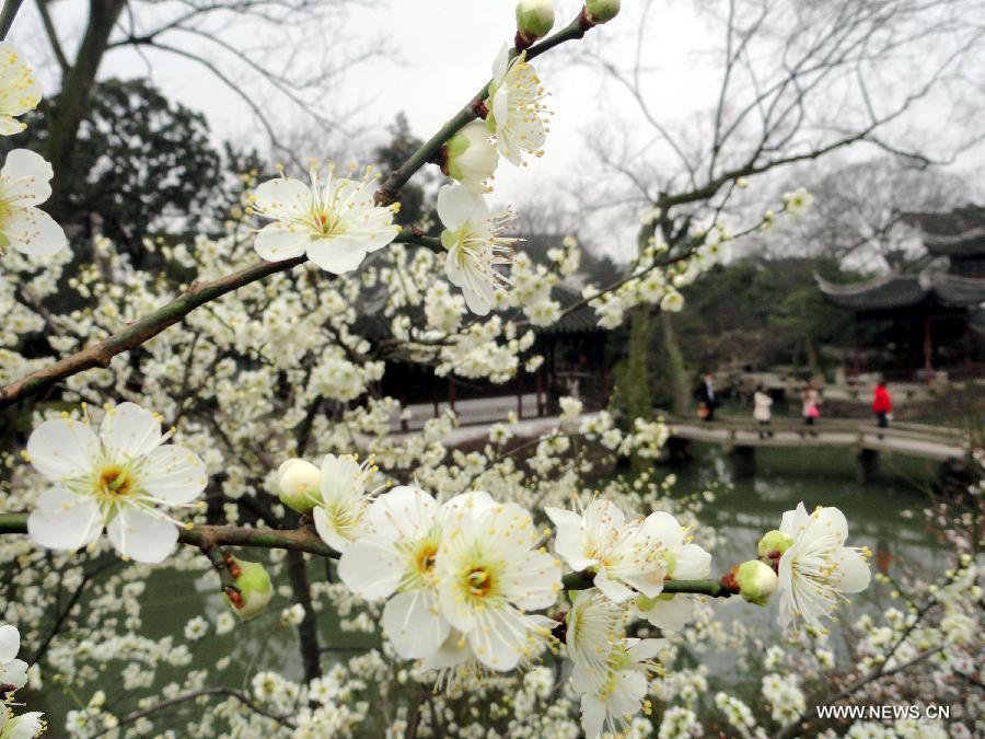 Photo taken on Feb. 27, 2013 shows people enjoy the scenery of plum blossoms at Zhuozheng (Humble Administrator) Garden of Suzhou, east China's Jiangsu Province. Plum blossoms began to bloom as temperature rised in Jiangsu. (Xinhua/Wang Jiankang)