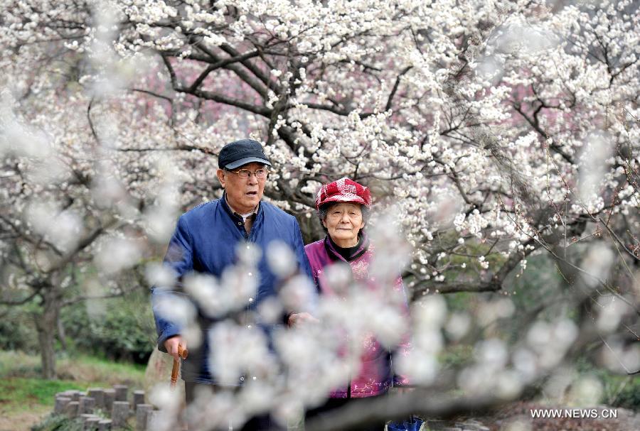 Photo taken on Feb. 27, 2013 shows people enjoy the scenery of plum blossoms at the "plum blossom mountain" scenic spot in Nanjing, capital of east China's Jiangsu Province. Plum blossoms began to bloom as temperature rised in Jiangsu. (Xinhua)