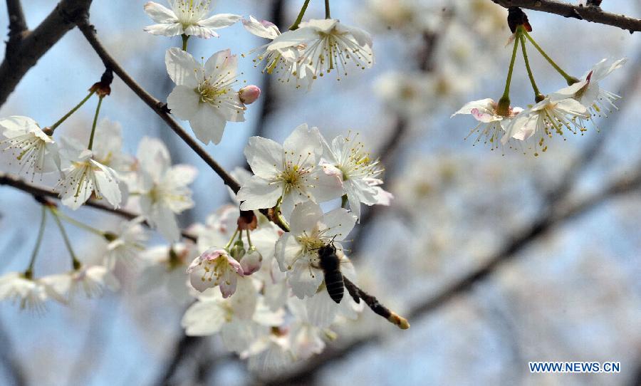 Photo taken on Feb. 28, 2013 shows sakura blossoms in Wangling Park in Changsha, capital of central China's Hunan Province. Sakura flowers in Changsha began to bloom as temperature rised.(Xinhua/Long Hongtao) 