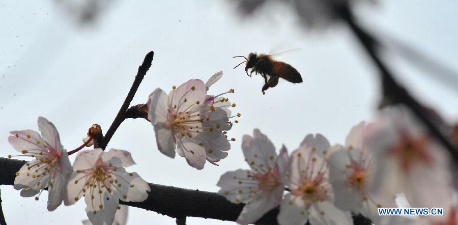 Photo taken on Feb. 28, 2013 shows a bee flies among sakura flowers in Wangling Park in Changsha, capital of central China's Hunan Province. Sakura flowers in Changsha began to bloom as temperature rised.(Xinhua/Long Hongtao) 