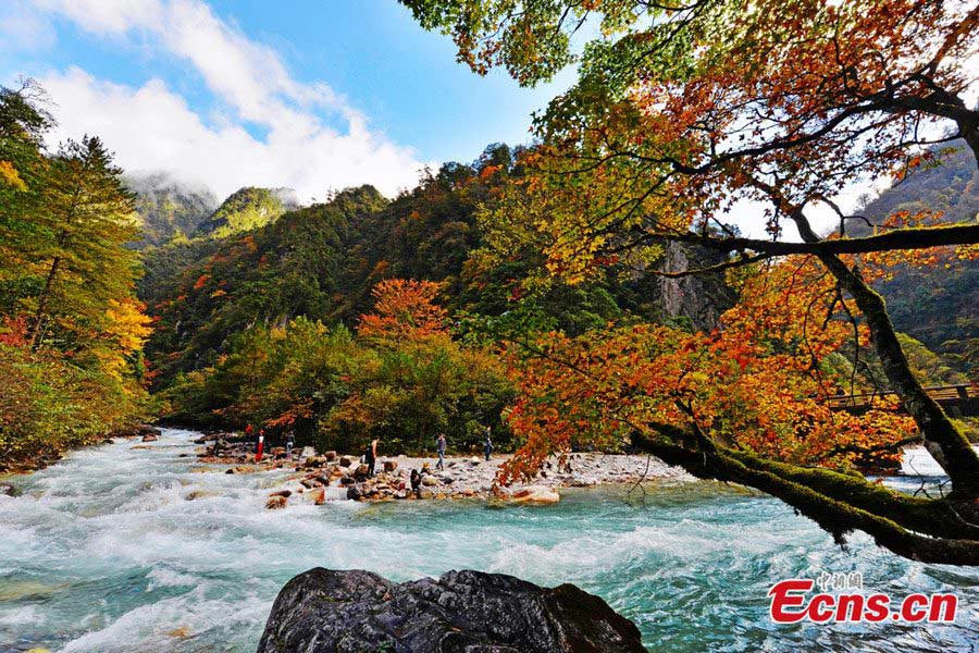 Baoxing County is located in the north of Ya'an City and the west of Sichuan Province, and has an area of 3,114 square kilometers. UNESCO named Baoxing as a part of the World Heritage Site, the "Sichuan Giant Panda Sanctuaries - Wolong, Mt Siguniang and Jiajin Mountain" in 2006. (CNS / Gao Huakang)