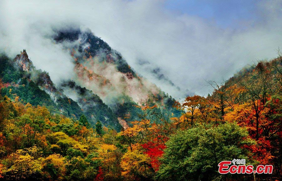 Baoxing County is located in the north of Ya'an City and the west of Sichuan Province, and has an area of 3,114 square kilometers. UNESCO named Baoxing as a part of the World Heritage Site, the "Sichuan Giant Panda Sanctuaries - Wolong, Mt Siguniang and Jiajin Mountain" in 2006. (CNS / Gao Huakang)