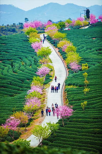 Over 100,000 blossoming cherry trees planted in a tea plantation in Zhangping, southeast China's Fujian Province have drawn large numbers of visitors since the coming of spring. The cherry trees, in about ten species, were introduced from Taiwan by a local farmer. (Photo: Xinhua)
