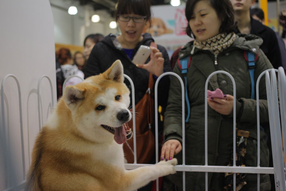 Pets with hilarious expressions attract visitors to Shanghai Pet Fair (14)