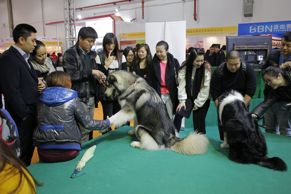 Pets with hilarious expressions attract visitors to Shanghai Pet Fair (10)