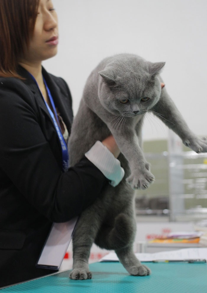 Pets with hilarious expressions attract visitors to Shanghai Pet Fair (7)
