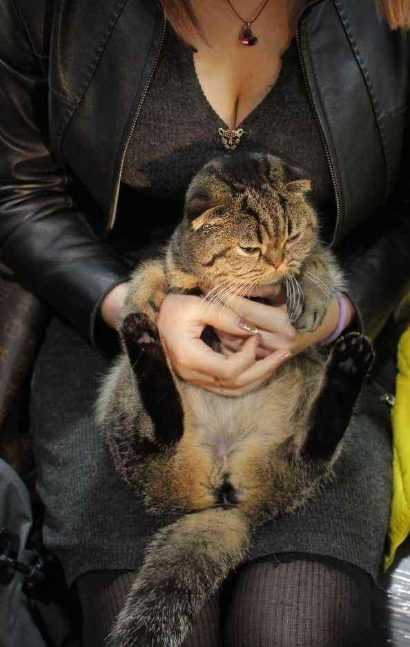 Pets with hilarious expressions attract visitors to Shanghai Pet Fair (8)