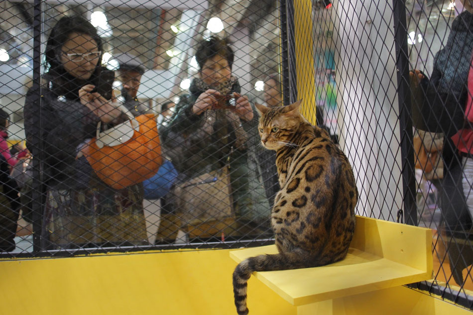 Pets with hilarious expressions attract visitors to Shanghai Pet Fair (9)