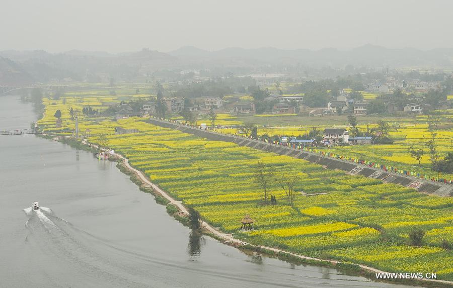 Tourists watch the rape flowers by boats during the 6th rape flower festival in Tongnan County, southwest China's Chongqing Municipality, March 1, 2013. The festival will last until late March. (Xinhua/Chen Cheng)