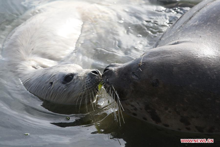 A newborn seal plays with her mother at a seaside scenic spot on the International Day of the Seals in Yantai, east China's Shandong Province, March 1, 2013. (Xinhua/Shen Jizhong)