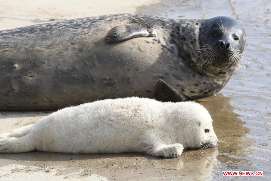 A newborn seal stays near her mother at a seaside scenic spot on the International Day of the Seals in Yantai, east China's Shandong Province, March 1, 2013. (Xinhua/Shen Jizhong)