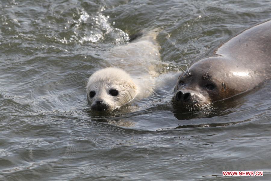 A newborn seal plays with her mother at a seaside scenic spot on the International Day of the Seals in Yantai, east China's Shandong Province, March 1, 2013. (Xinhua/Shen Jizhong)