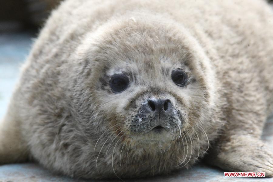 Photo taken on March. 1, 2013 shows a newborn seal at a seaside scenic spot on the International Day of the Seals in Yantai, east China's Shandong Province, March 1, 2013. (Xinhua/Shen Jizhong)