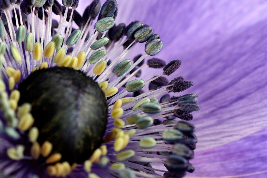 UK Macro photographer Mark Johnson (Source: huanqiu.com)