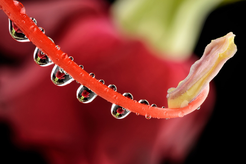 UK Macro photographer Mark Johnson (Source: huanqiu.com)