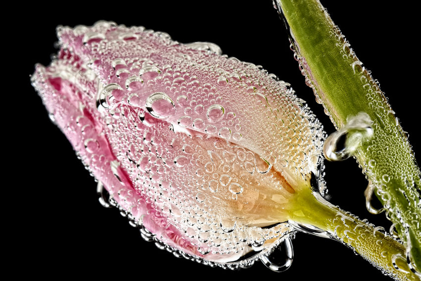 UK Macro photographer Mark Johnson (Source: huanqiu.com)