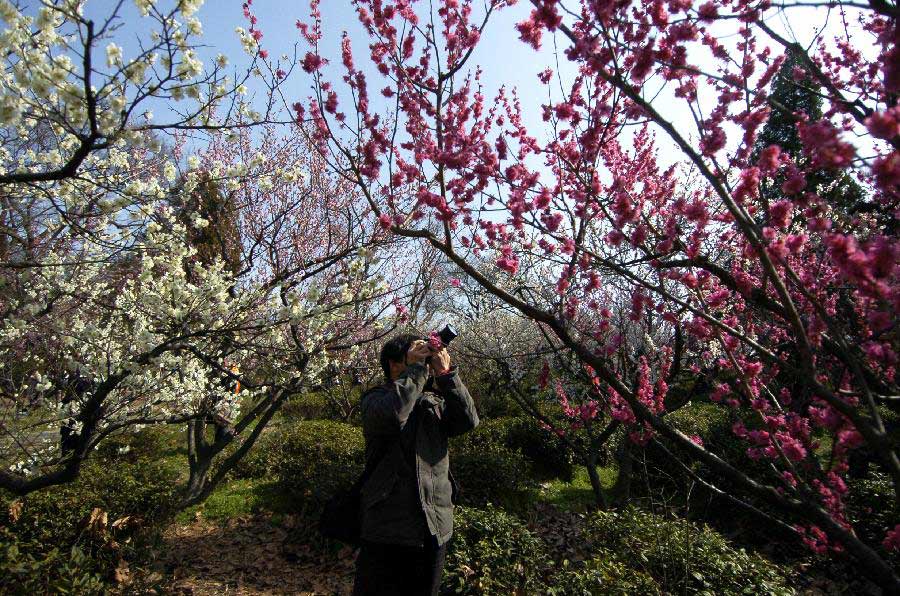 A man takes photos of the plum blossom at the scenic resort "Plum Blossom Mountain" in Nanjing, capital of east China's Jiangsu Province, March 2, 2013. (Xinhua/Li Xiang)