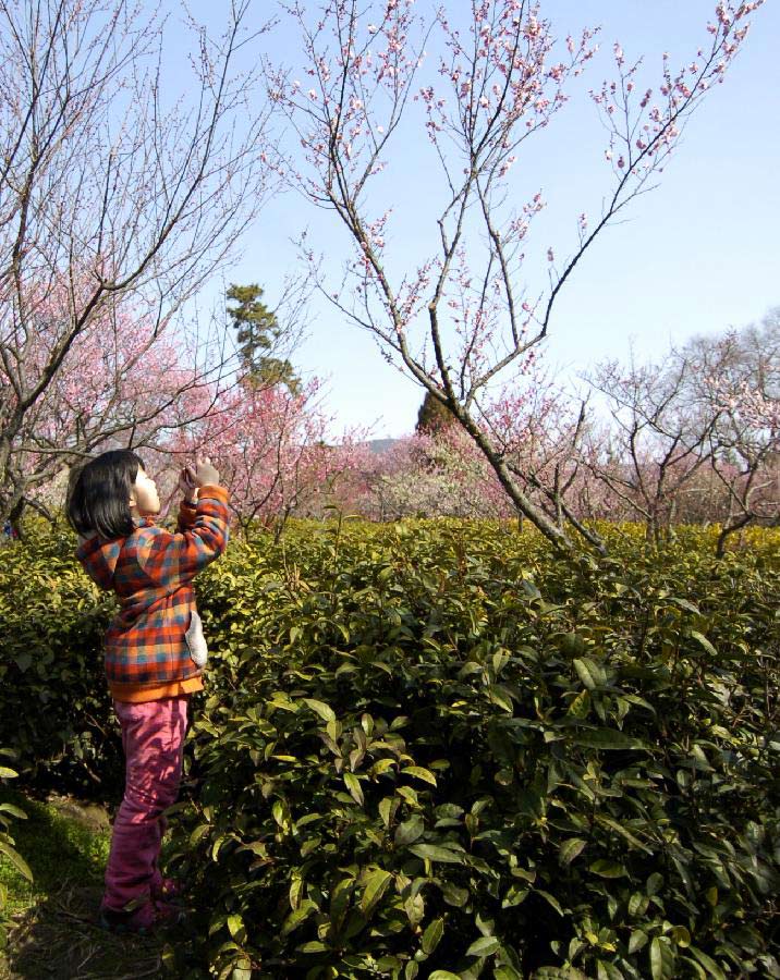 A girl takes photos of the plum blossom at the scenic resort "Plum Blossom Mountain" in Nanjing, capital of east China's Jiangsu Province, March 2, 2013. (Xinhua/Li Xiang)