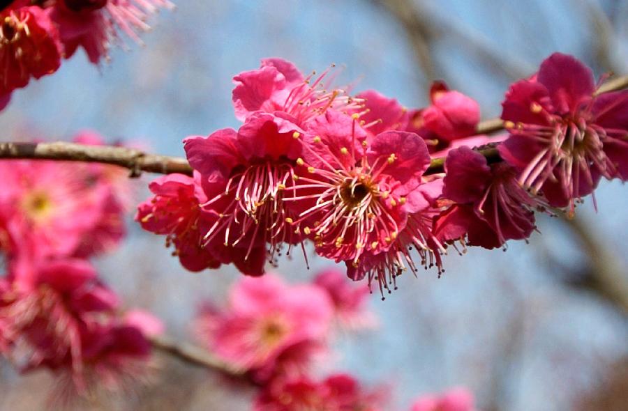 A bunch of plum blossom is seen at the scenic resort "Plum Blossom Mountain" in Nanjing, capital of east China's Jiangsu Province, March 2, 2013. (Xinhua/Li Xiang)
