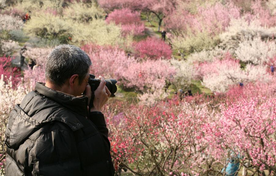 A man takes photos of the plum blossom at the Gulin Park in Nanjing, capital of east China's Jiangsu Province, March 2, 2013. (Xinhua/Wang Xin)