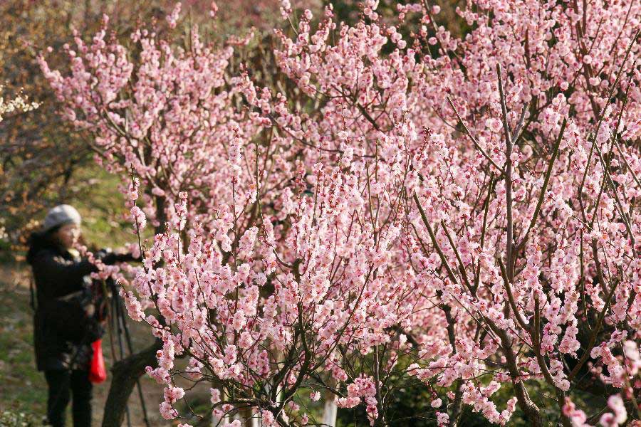 Tourists watch the plum blossom at the Gulin Park in Nanjing, capital of east China's Jiangsu Province, March 2, 2013. (Xinhua/Wang Xin)