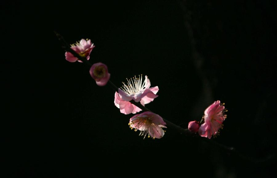 Photo taken on March 2, 2013 shows the plum blossom at the Gulin Park in Nanjing, capital of east China's Jiangsu Province. (Xinhua/Wang Xin)
