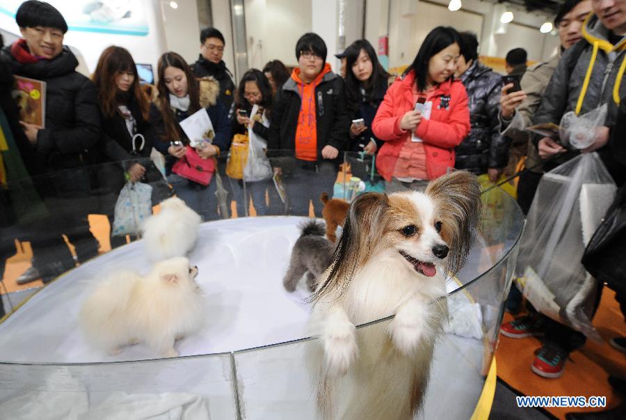 Visitors watch pet dogs during the 5th Shanghai Pet Fair in east China's Shanghai Municipality, March 1, 2013. The pet fair opened here Friday. (Xinhua/Lai Xinlin) 