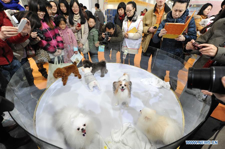 Visitors watch the displayed pet dogs during the 5th Shanghai Pet Fair in east China's Shanghai Municipality, March 1, 2013. The pet fair opened here Friday. (Xinhua/Lai Xinlin) 