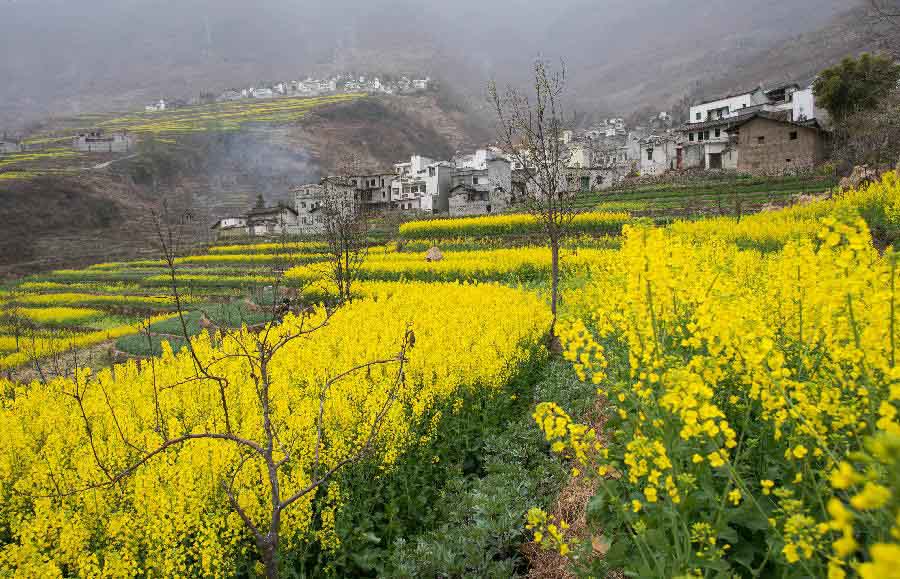 Photo taken on March 2, 2013 shows the blooming rape flowers in Hanyuan County, southwest China's Sichuan Province.(Xinhua/Jiang Hongjing) 