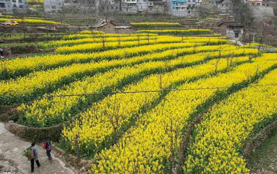 Photo taken on March 2, 2013 shows the blooming rape flowers in Hanyuan County, southwest China's Sichuan Province.(Xinhua/Jiang Hongjing) 